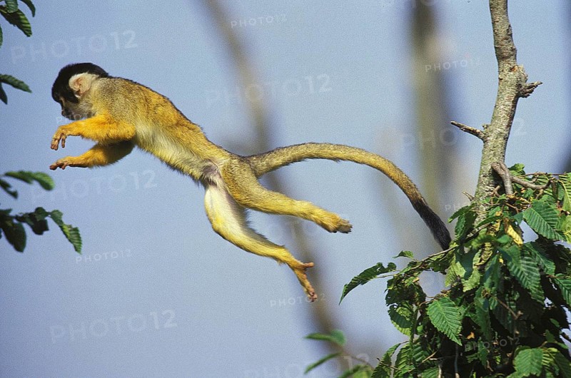 Squirrel Monkey (saimiri sciureus), Adult leaping