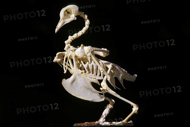 Carrier pigeon, skeleton of an adult against a black background