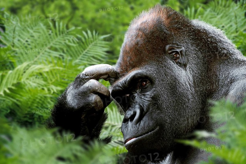 Westen Gorilla, silverback (Gorilla gorilla gorilla)