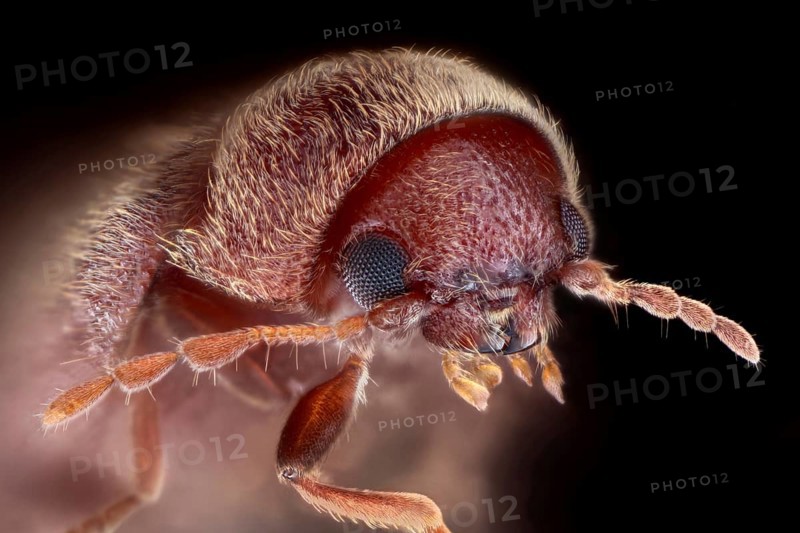 Drugstore beetle (Stegobium paniceum) in front of black background