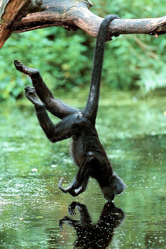 Black Spider Monkey (Ateles paniscus)