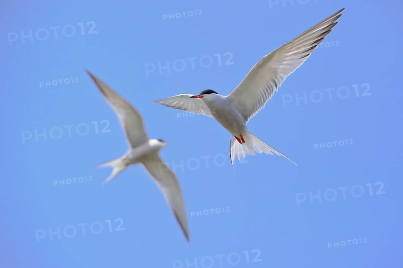 Common terns (Sterna hirundo) , eligible