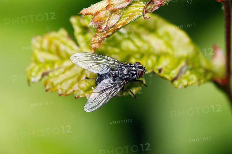 Housefly (musca domestica), Normandy