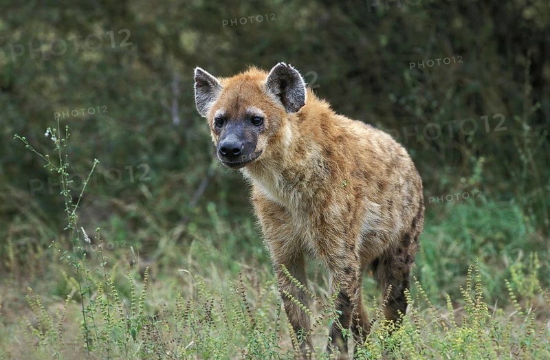 Spotted Hyena (crocuta crocuta), Adult standing on Grass, Masai Mara Park in Kenya