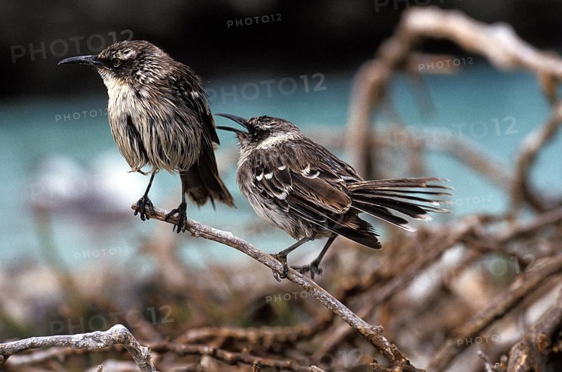 Galapagos Mockingbird (nesomimus parvulus), Galapagos islands
