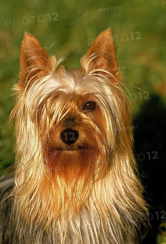 Silky Terrier, portrait of an Adult