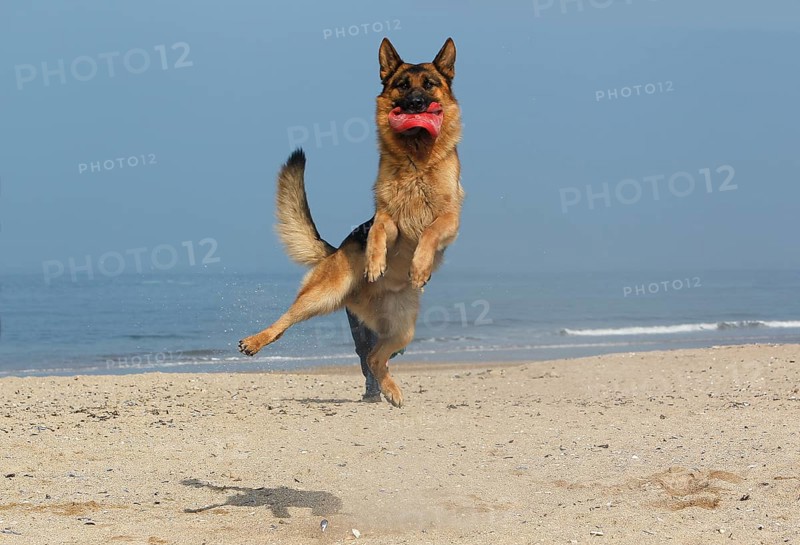 German shepherd dog, male catching Frisbee, beach in Normandy