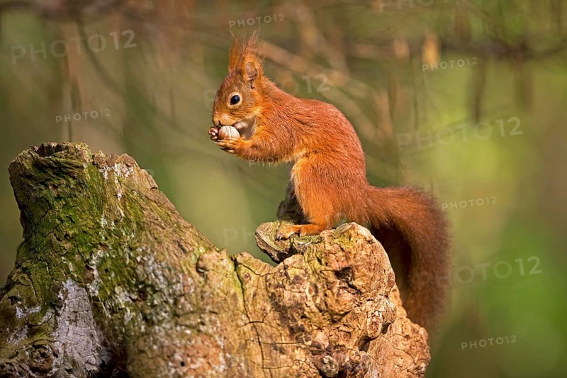 RED SQUIRREL (sciurus vulgaris), ADULT EATING HAZELNUT, NORMANDY IN FRANCE