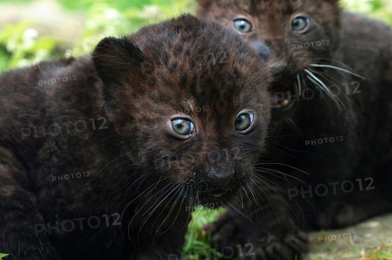 Black Panther (panthera pardus), Cub