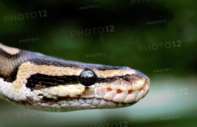 ROYAL PYTHON (python regius), CLOSE-UP OF HEAD