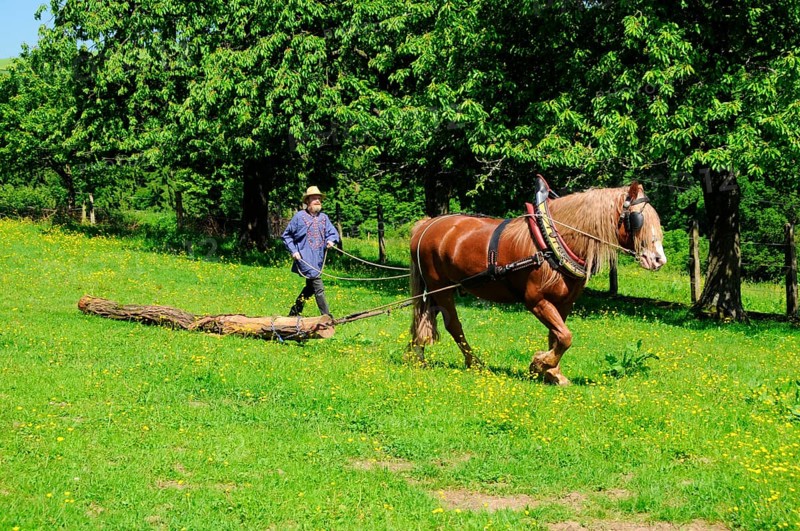 Black Forest chestnut, coldblood, coldblood horse, draft horse, wooden back, traditional equipment, harness
