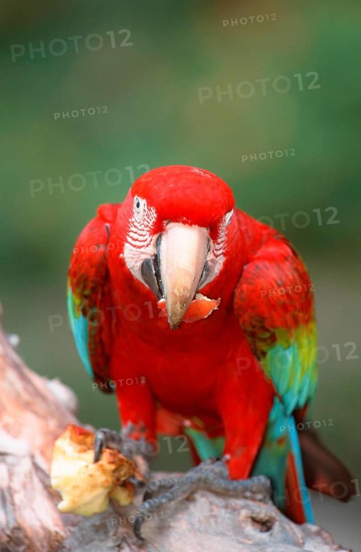 Green-winged Macaw (Ara chloroptera), eating apple