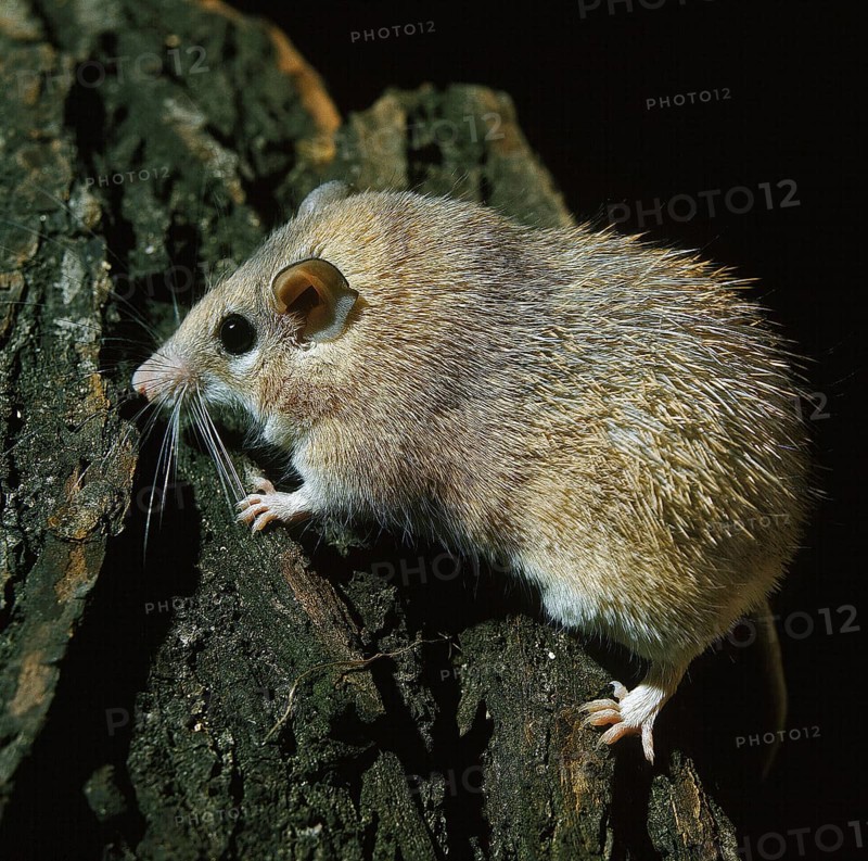 SPINY MICE acomys dimidiatus