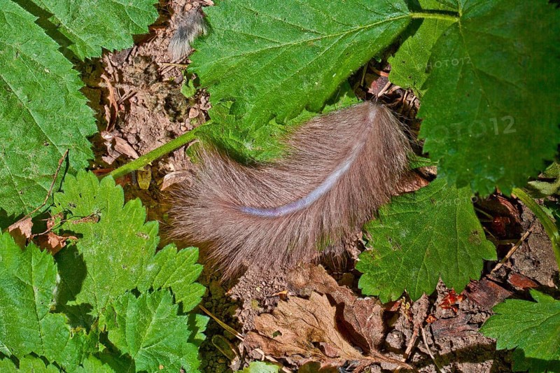 Edible Dormouse (Glis glis), thrown off tail, Lower Saxony, Germany, Europe
