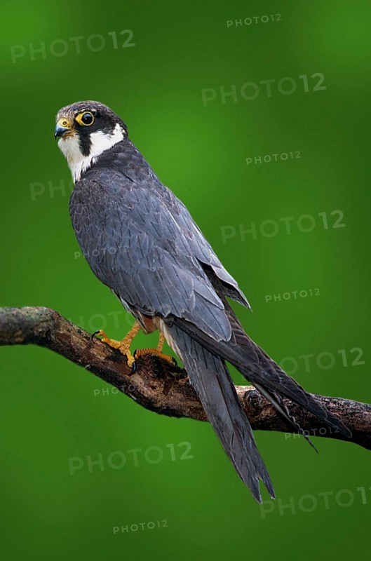 Hobby (Falco subbuteo), Baumfalke, [Europa, europe, Vogel, Voegel, birds, Greifvoegel, birds of prey, Tiere, animals, aussen, outdoor, Ast, branch, seitlich, side, adult, Hochformat, vertical]