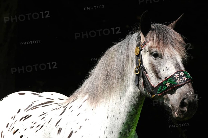 Noriker coldblood, mare, coldblood horse, tiger piebald, traditional halter