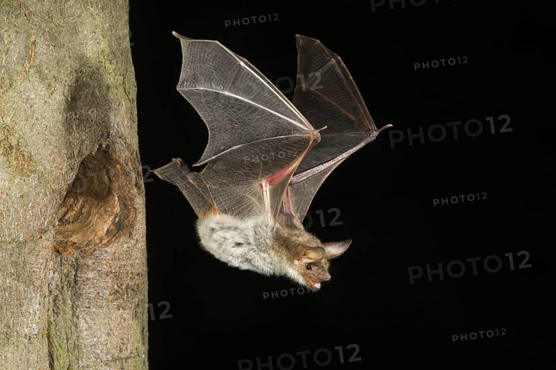 Greater Mouse-eared Bat (Myotis myotis), flying out of tree hole, Germany, Europe