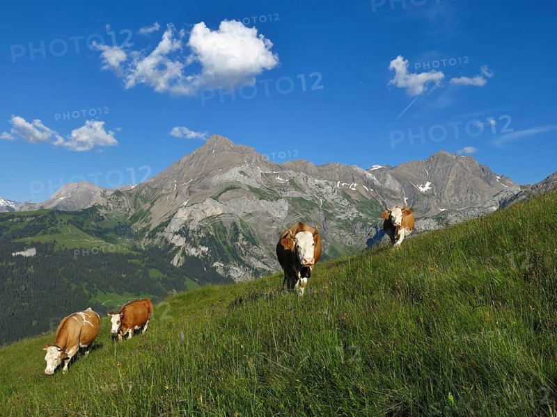 Grazing cows and mountains in the Swiss Alps