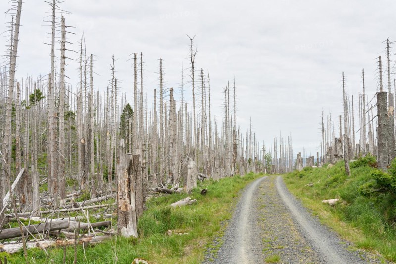 Dead spruce trees on a hiking trail from Ilsenburg to the summit of the Brocken in the Harz National Park