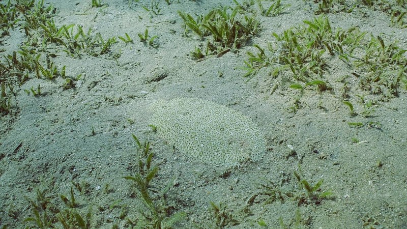 Flatfish is covered with sand on sandy bottom in bright sunny day in sunshine. Close-up of Leopard flounder (Bothus pantherinus) or Panther flounder lies masquerading o sand, Red sea, Egypt, Africa