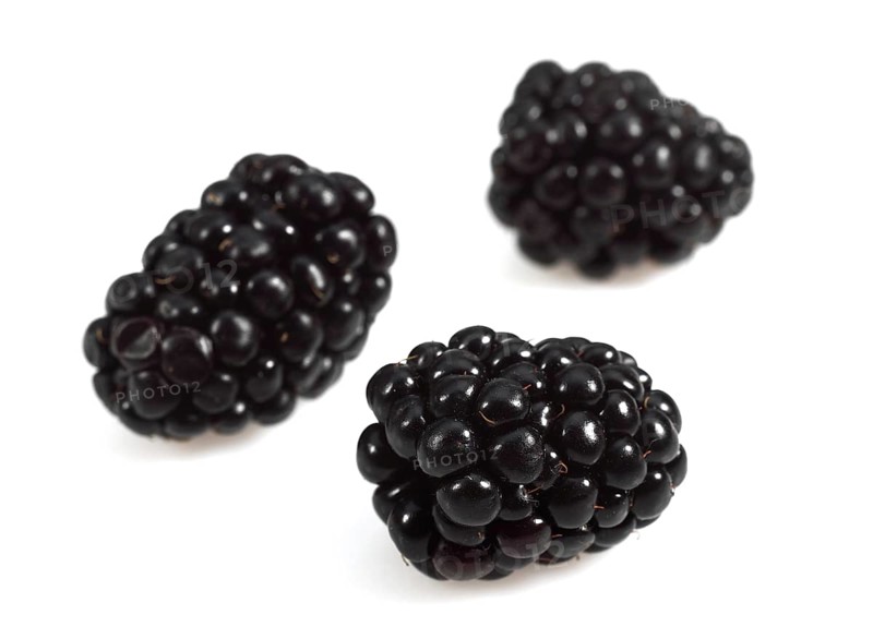 BLACKBERRIES (morus)AGAINST WHITE BACKGROUND