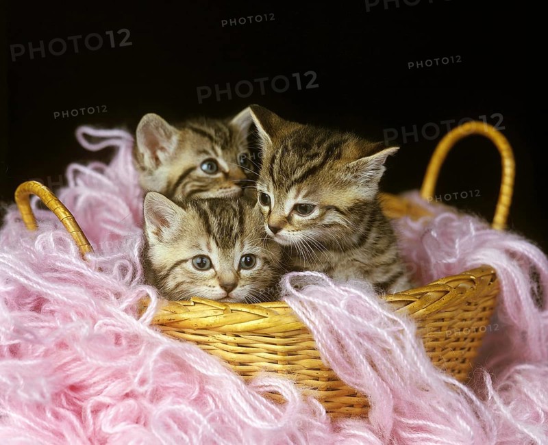 European Brown Tabby Domestic Cat, Kitten standing in Whool