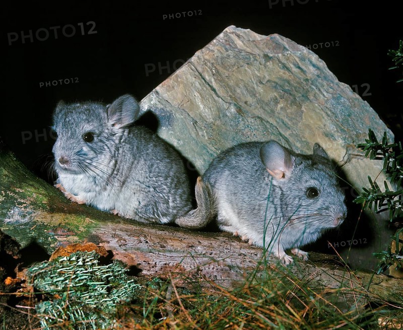 Chinchilla, chinchilla laniger, Adults