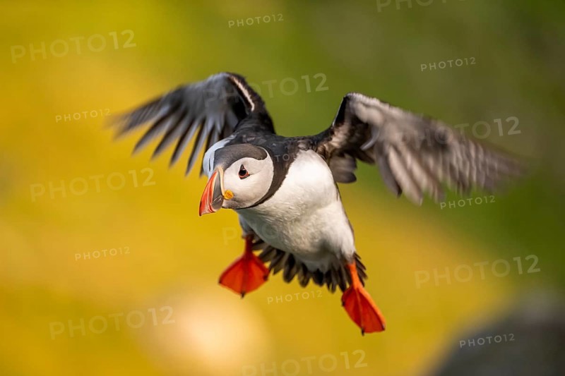 Puffin (Fratercula arctica) in flight, Bird Island Runde, Norway, Europe