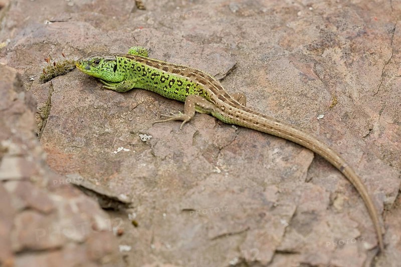 Sand lizard (Lacerta agilis) male, Rhineland-Palatinate, Germany, Europe