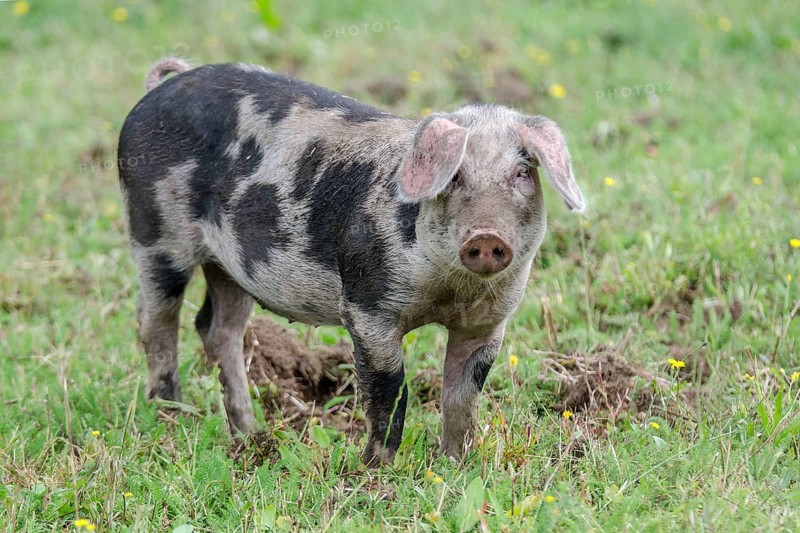 Variegated Bentheimer pig