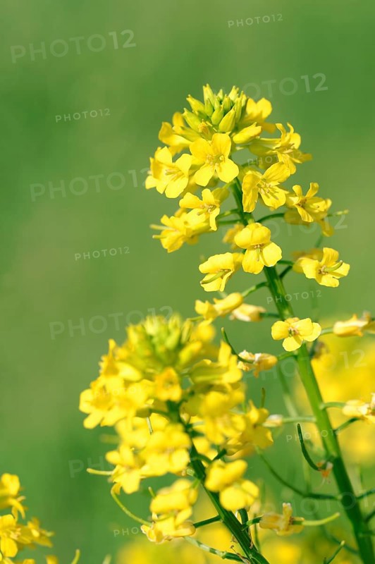 Yellow rocketcress (Barbarea vulgaris), Germany, Europe