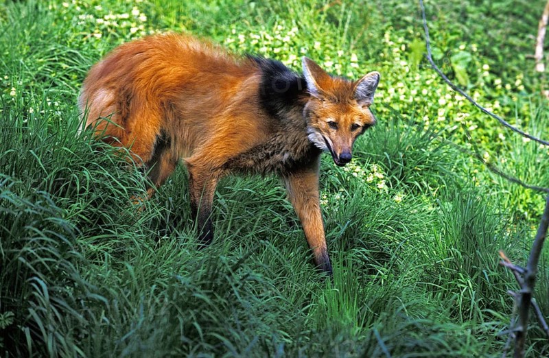 Maned Wolf (chrysocyon brachyurus), Adult on Grass
