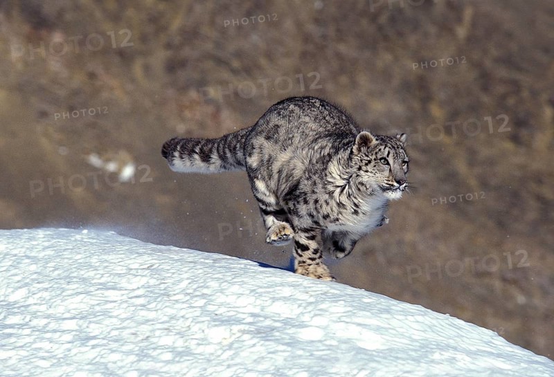 SNOW EOPARD OR OUNCE uncia uncia, adult RUNS ON SNOW