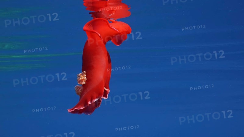 Red Sea Slug swims in blue sea reflected in water surface in sunrays. Spanish Dancer (Hexabranchus sanguineus) Nudibranch floats under surface of water reflecting in it on sunny day, Red sea, Egypt, Africa