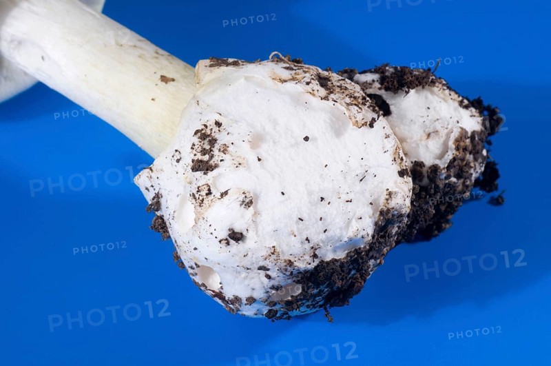 Amanita phalloides (Amanita phalloides), tuber leaf fungus