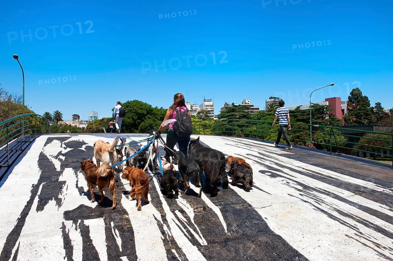 Dog sitter, Woman with many dogs, Beautiful Bridge No. 1, Pedestrian bridge over Libertador Avenue, Buenos Aires, Argentina, Dog sitter, South America