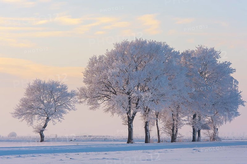 Oaks (Quercus) with hoarfrost, Lower Saxony, Germany, Europe