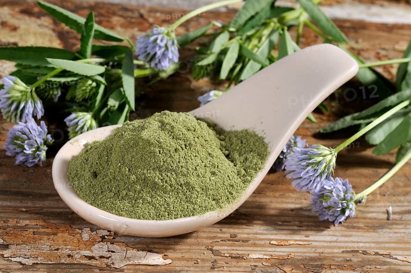 Trigonella caerulea (Trigonella caerulea), dried, dried, Zigonella, Zigainerkraut, Cheese Clover, Bread Clover, Trigonella caerulea