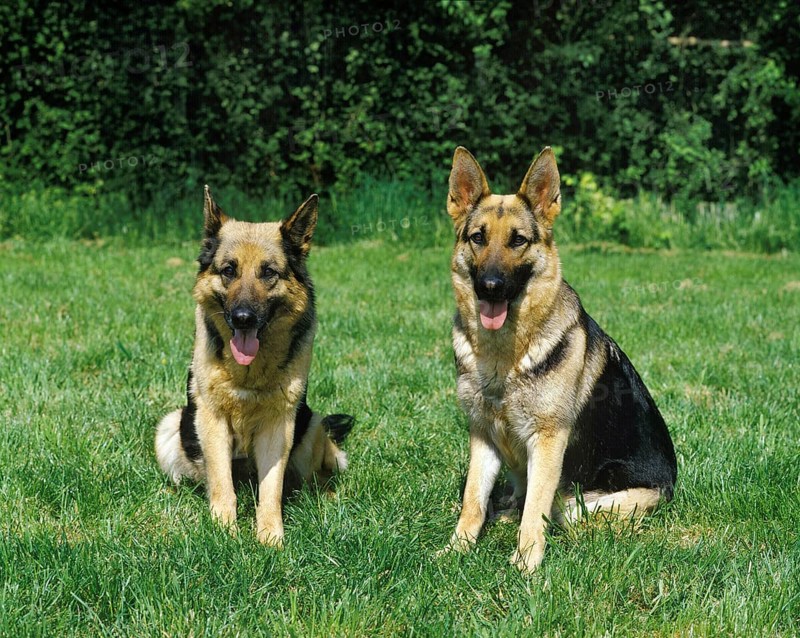 German Shepherd Dog, Adults sitting on Grass