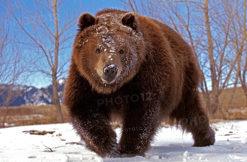 KODIAK BEAR (ursus arctos middendorffi), ADULT ON SNOW, ALASKA