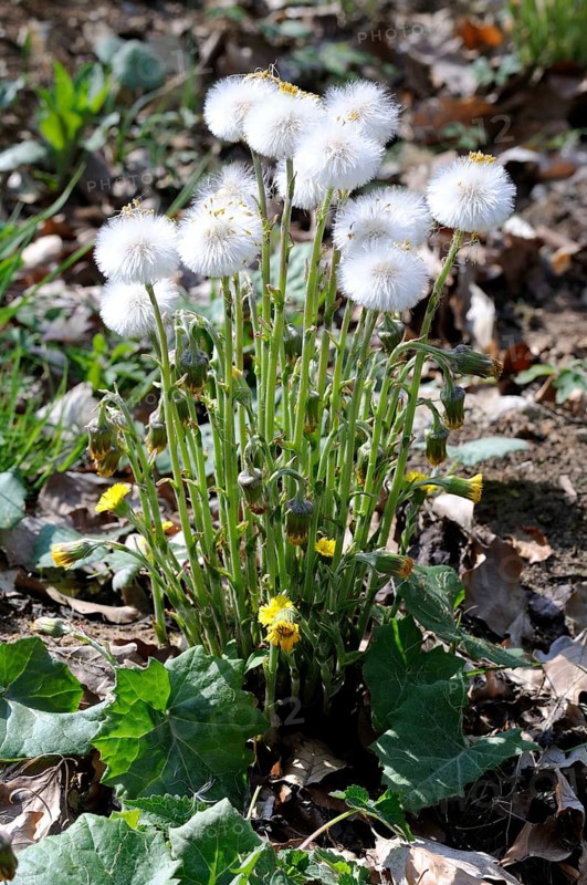 Coltsfoot (Tussilago farfara), seed head