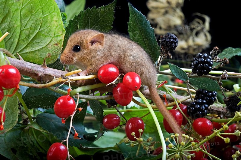 Common Dormouse (muscardinus avellanarius), standing on Branch with Berries, Normandy