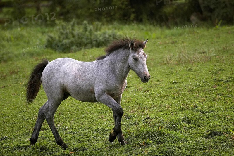 Connemara Pony, Foal walking in Paddock
