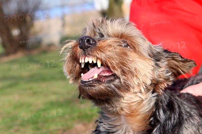 Yorkshire Terrier bares its teeth