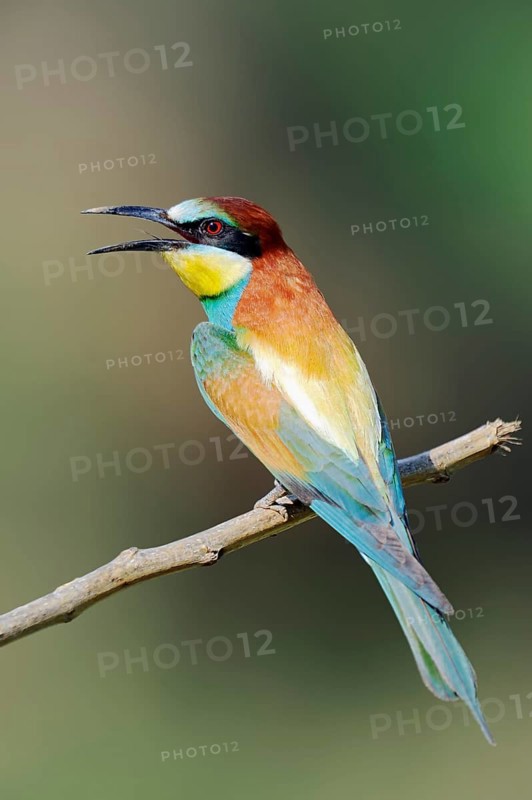 European bee eater (Merops apiaster), Greece, Europe