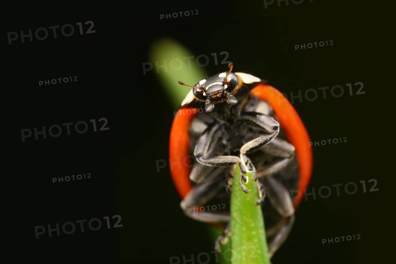 Seven-spott ladybird (Coccinella septempunctata) climbing a leaf stem, ventral view