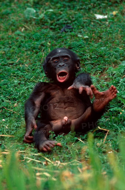 Young Bonobo, Pygmy Chimpanzee (Pan paniscus)