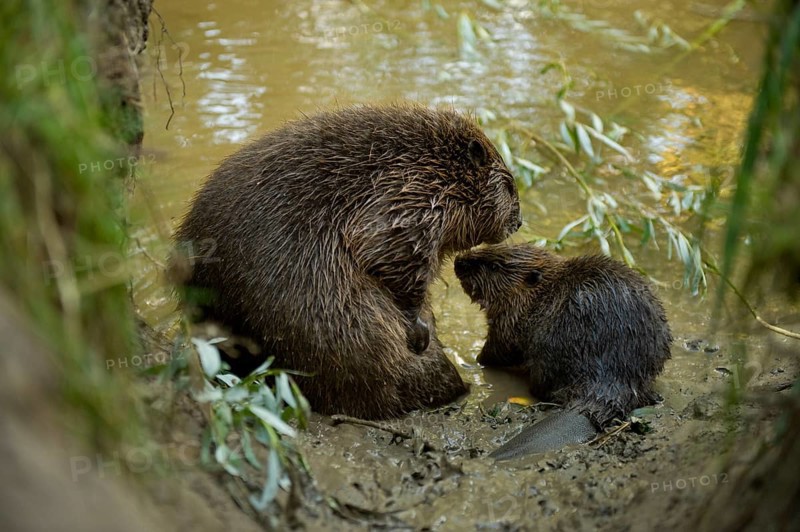 European beaver (Castor fiber) with young, Rosenheim, Bavaria, Germany, Europe