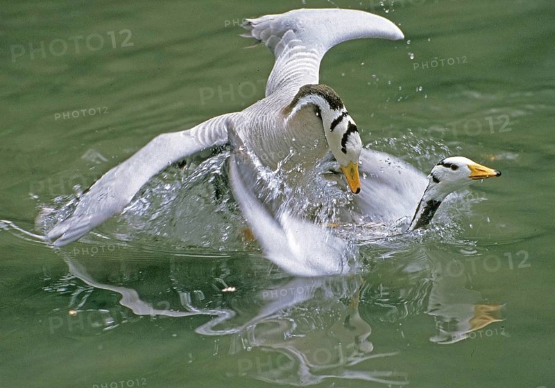 Bar-headed goose (anser indicus), pairing