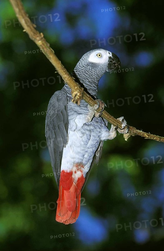 African Grey Parrot (psittacus erithacus), Adult hanging from Branch